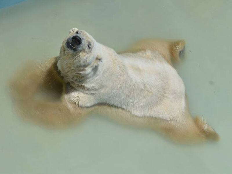 Morto Arturo, l'orso più triste del mondo 12