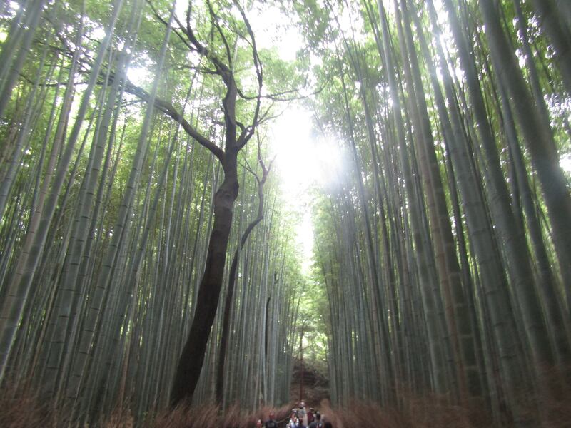 Arashiyama, il fascino invincibile della foresta di bambù 1