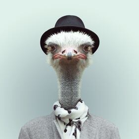 Avete mai visto animali vestiti da esseri umani? 11