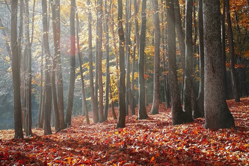 Bosco in autunno