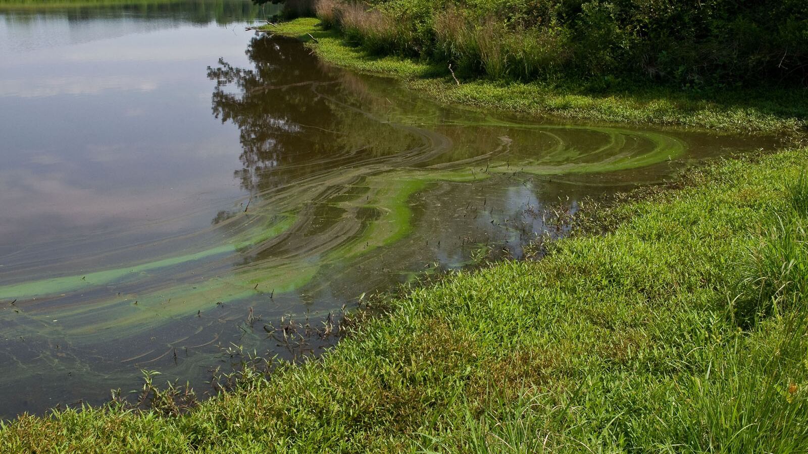 "Uccisi dall'alga tossica". Il giallo dopo il bagno nel fiume