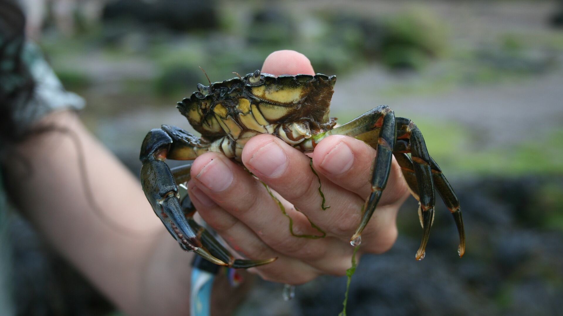 Guerra tra granchi blu, il cibo non basta e diventano cannibali