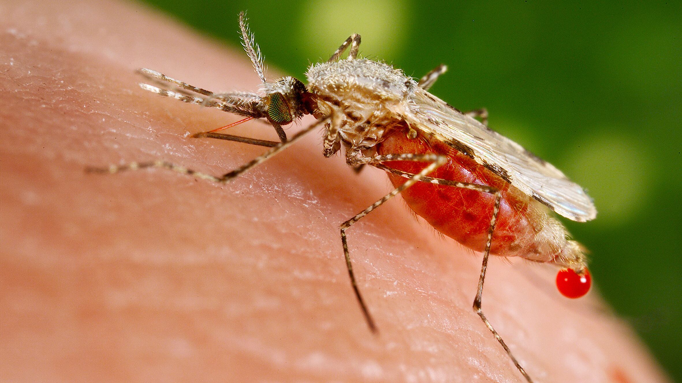 Prato, caso accertato di febbre Dengue: avviata disinfestazione urgente