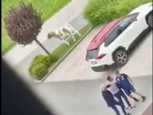 Torino, furiosa lite tra Juric e il ds Vagnati: vengono quasi alle mani