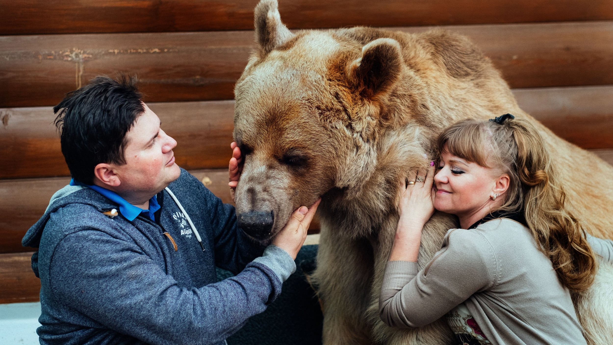 L'orso bruno di 140 kg che la famiglia tratta come un bimbo
