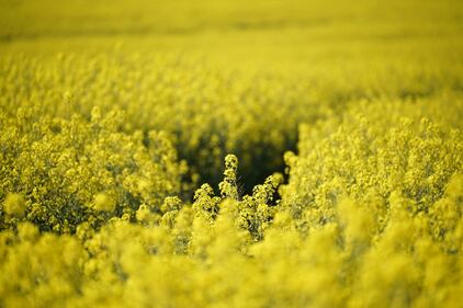 Il lavoro agricolo al tempo del coronavirus 4