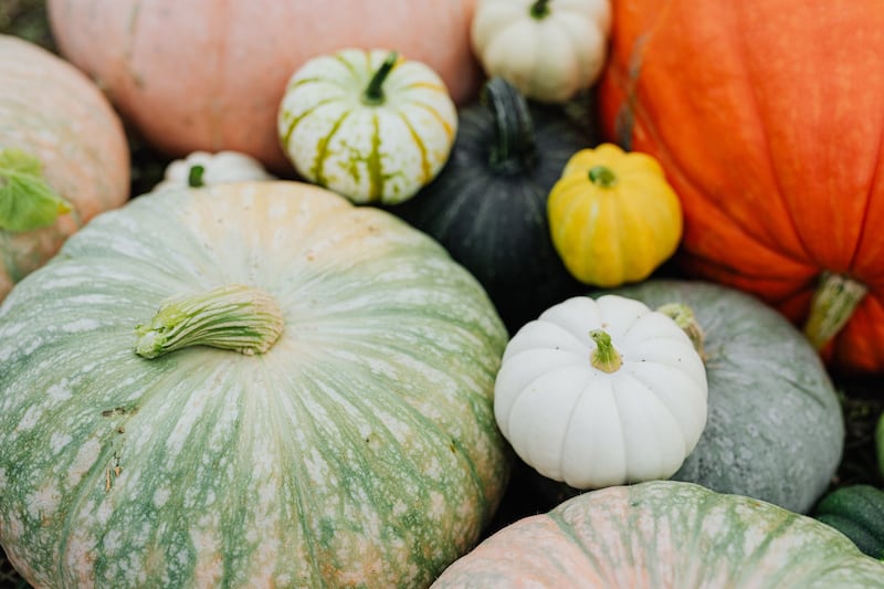 Zucca