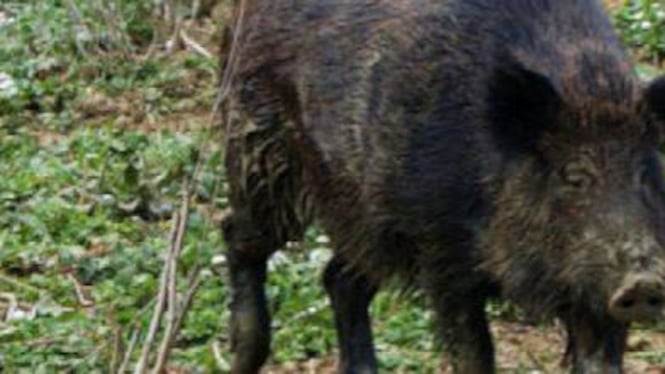 Allarme cinghiali a Bari, scatta l'ordinanza del sindaco sui rifiuti