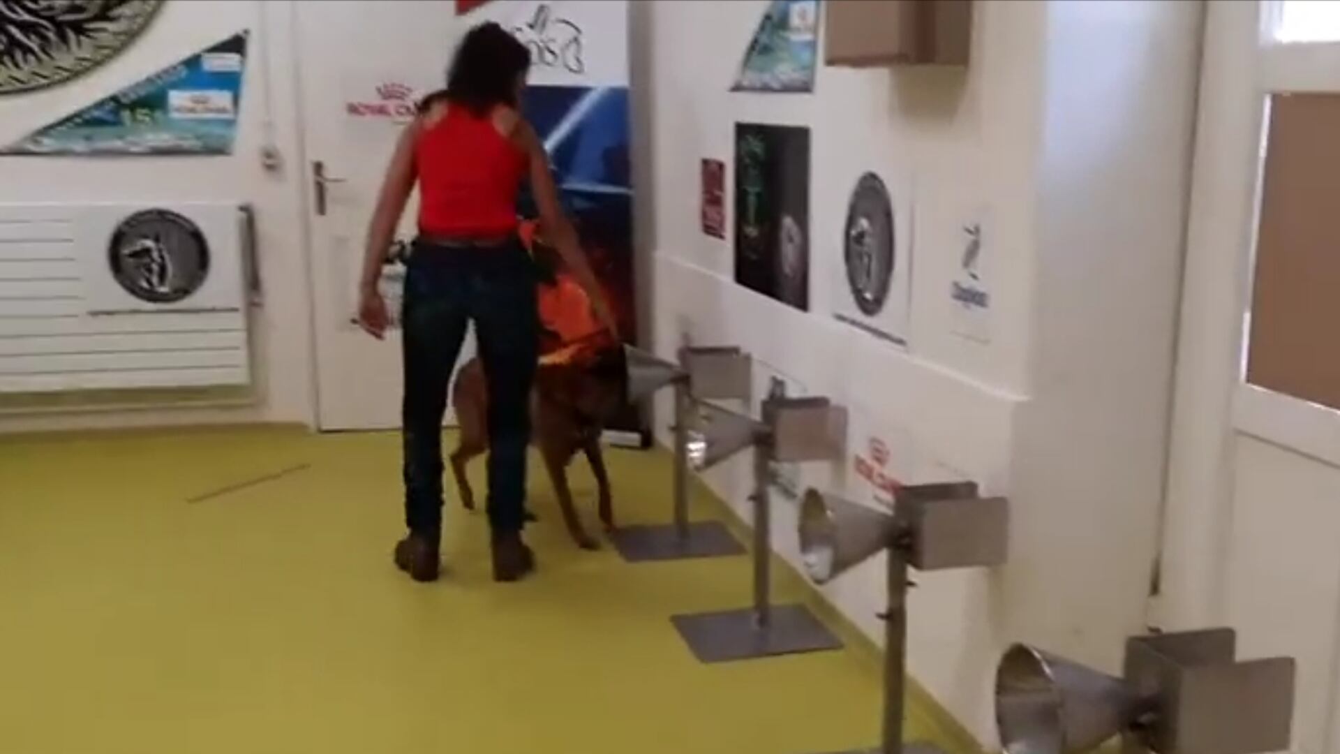 La scoperta sui cani: "Così fiutano il coronavirus"