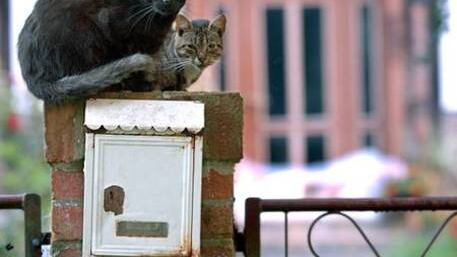 Il Comune di Milano installa i dissuasori pro-gatto