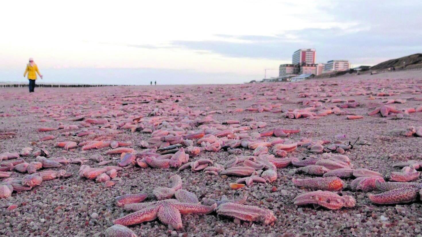 Stelle marine malate, scoperto il batterio che le uccide