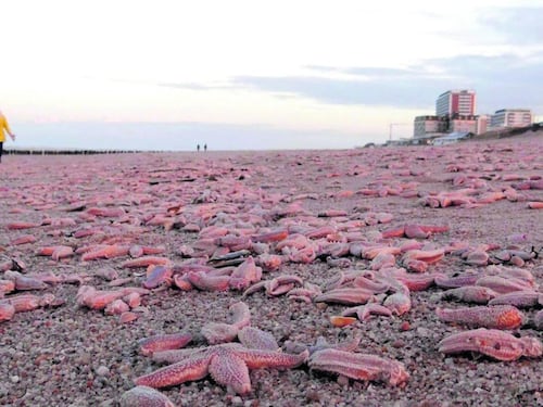 Stelle marine malate, scoperto il batterio che le uccide