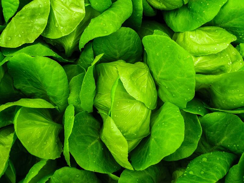 Verdure