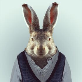 Avete mai visto animali vestiti da esseri umani? 15