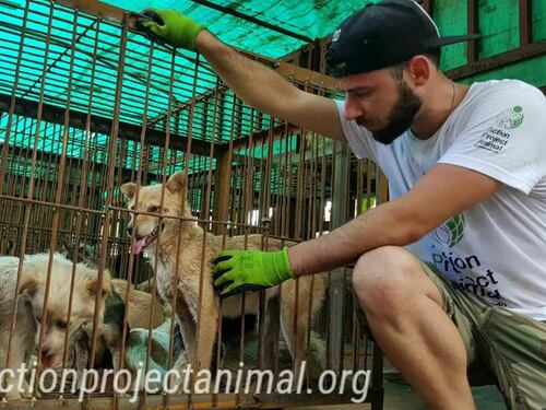 Quei cani massacrati in Cina salvati da un attivista italiano