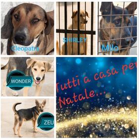 Vieste, i cani del canile dati in adozione davanti alle chiese 2