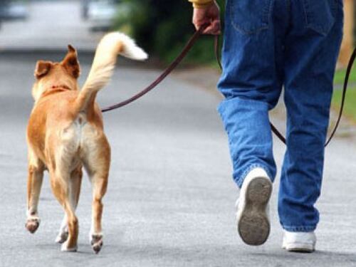Roma, cartello contro la cacca dei cani in strada: multano lui