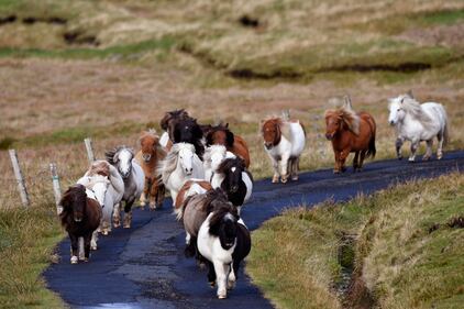 Foula, una splendida isola inglese per solo 30 abitanti 16