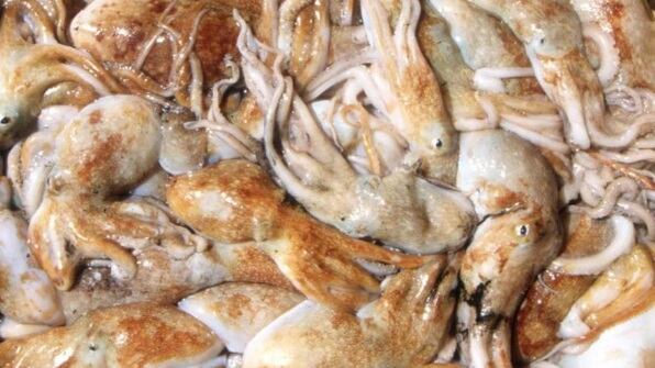 L'Unione Europea vieta di sbiancare i calamari con l’acqua ossigenata