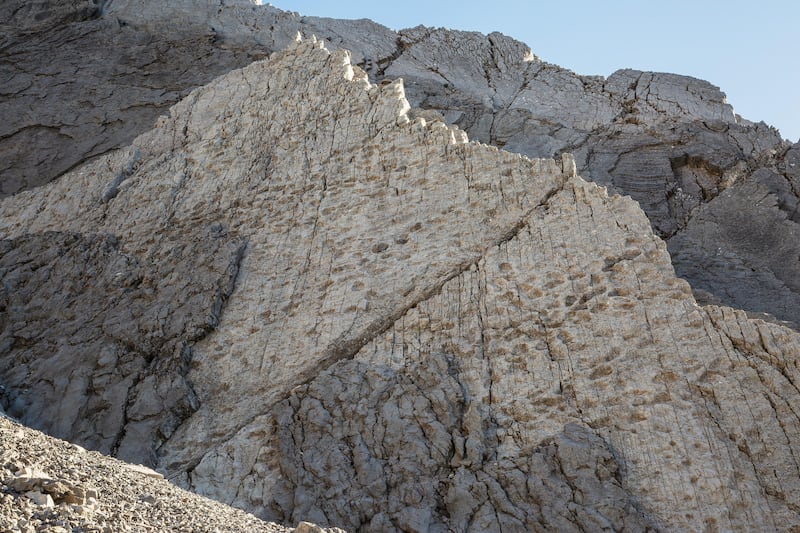 Scoperta al Parco dello Stelvio: orme di Plateosaurus, dinosauro erbivoro 4