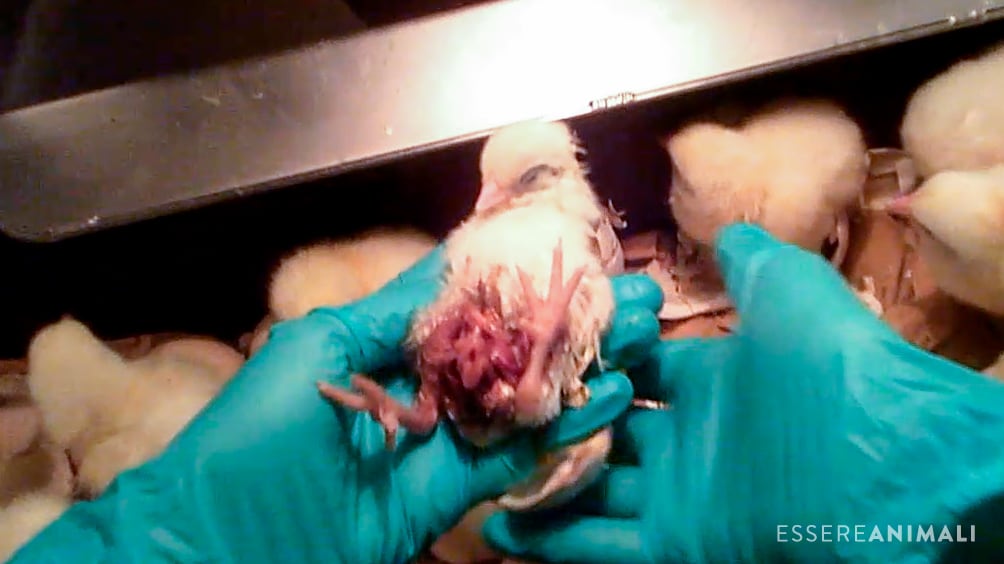 "Pulcini triturati da vivi" Ecco dove nascono polli da carne