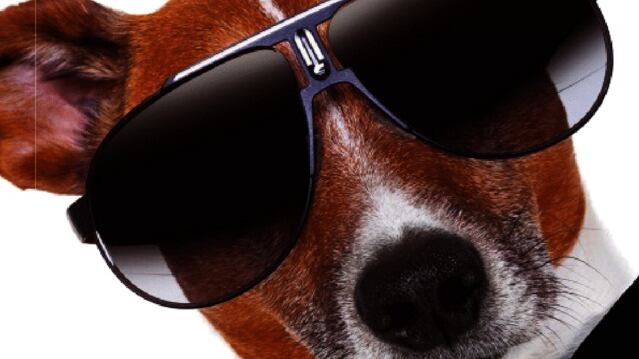 Un vero lusso cane: per cibi e bellezza spendono come noi