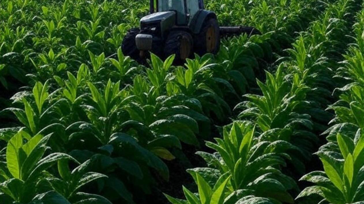 La nuova direttiva sul tabacco parte tra critiche interne e la lettera di scienziati contrari