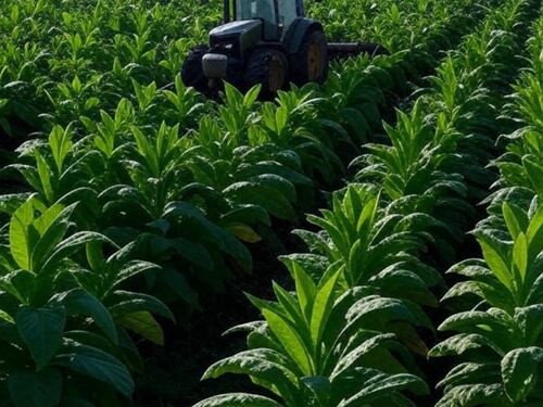 La nuova direttiva sul tabacco parte tra critiche interne e la lettera di scienziati contrari