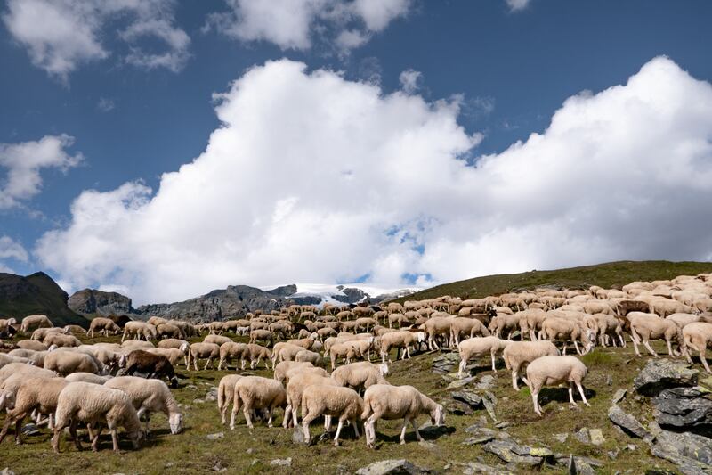 Pascolo sul Monte Rosa
