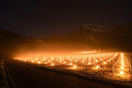 In Svizzera le candele "scaldano" l'uva nei campi 5