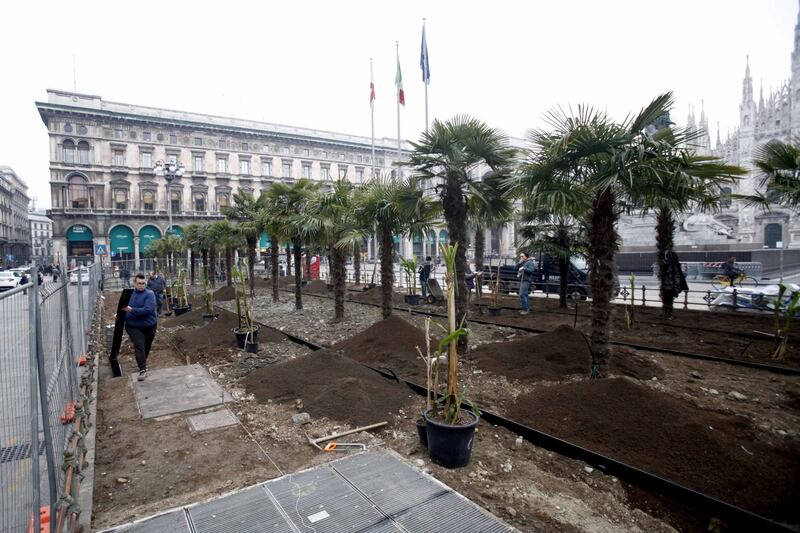 I banani arrivano in piazza Duomo 11
