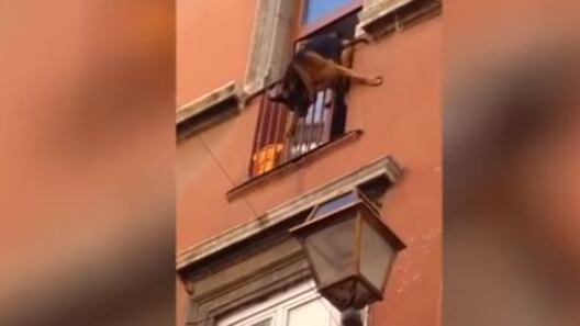 Roma, cane in bilico sulla ringhiera precipita giù: i passanti lo salvano con una coperta