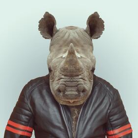 Avete mai visto animali vestiti da esseri umani? 4