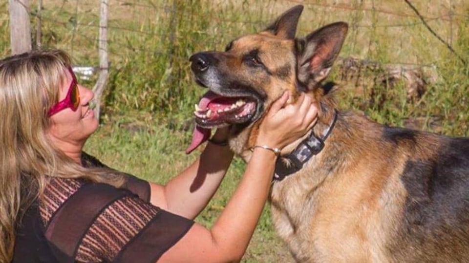 Cane eroe salva sua famiglia dai ladri, soppresso perché considerato pericoloso