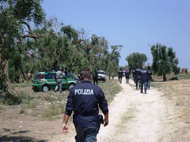 Ulivi abbattuti, il blitz a Oria 6