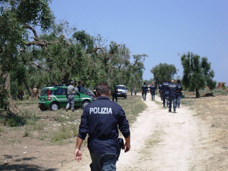Ulivi abbattuti, il blitz a Oria 6