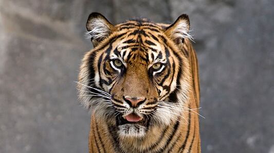 Muore sbranata dalla tigre: l'orrore su una 21enne