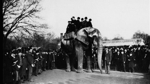 Altro che elefantino felice Dumbo "schiavo" nel circo