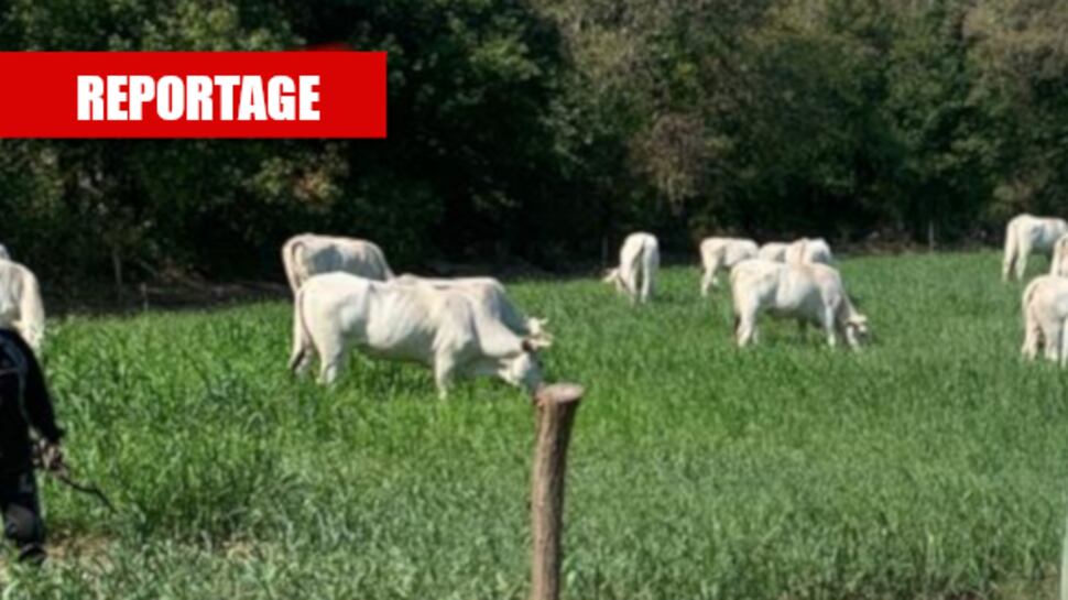 Stretta su carne rossa e salumi. "Così l'Ue aiuta le multinazionali"