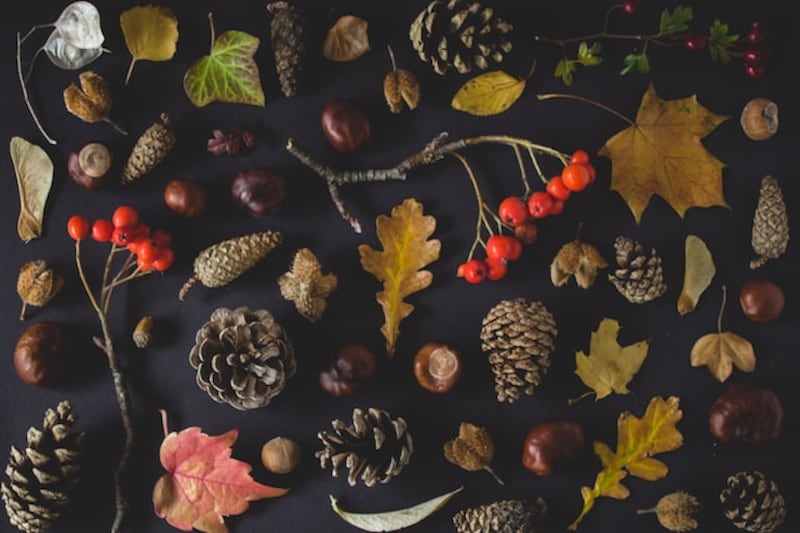 Elementi autunno
