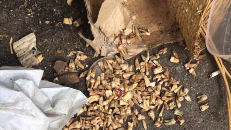 Emergenza rifiuti, centinaia di denti umani buttati nei cassonetti
