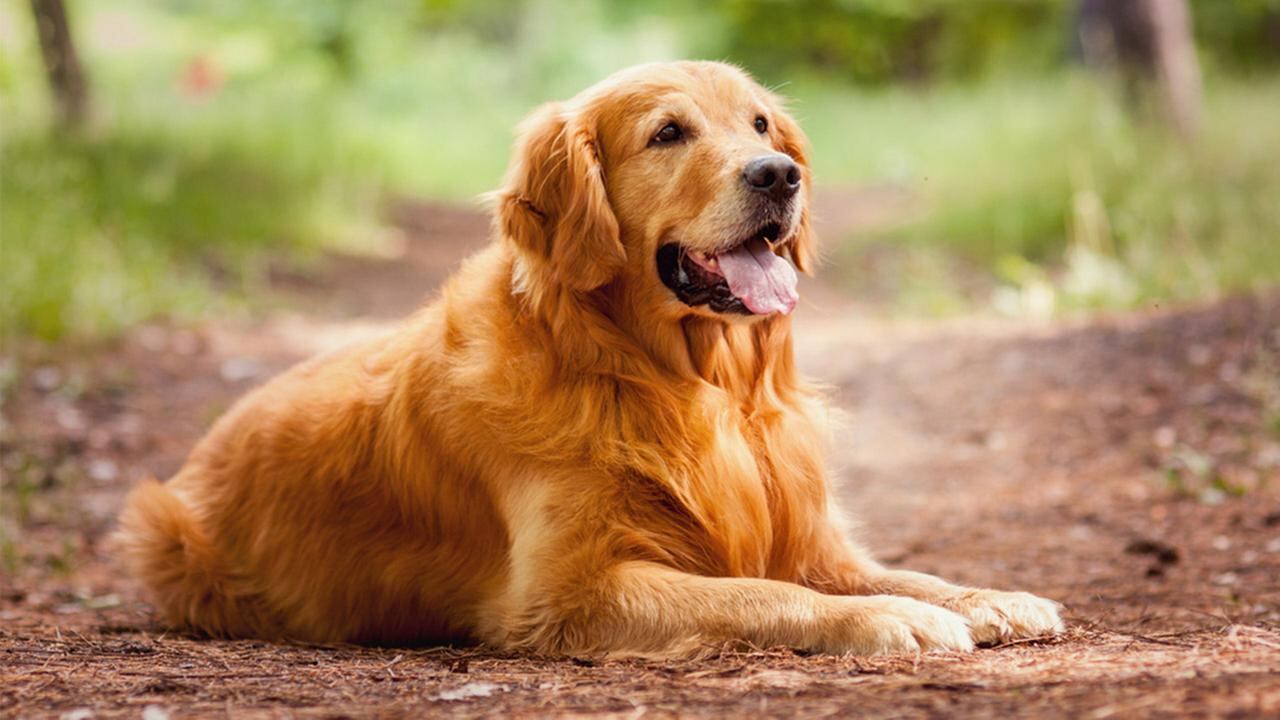Alla Maturità con il cane da salvataggio: così Serena è riuscita a parlare in pubblico