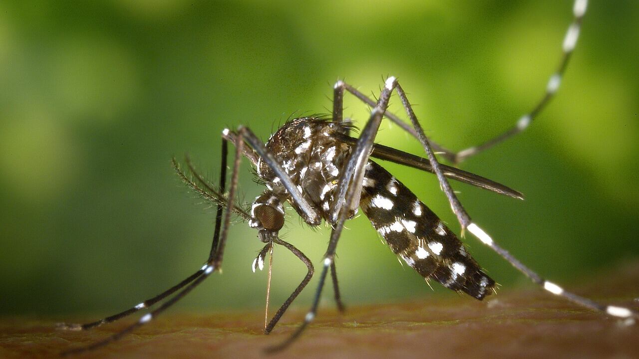 Allarme per l'Oropuche: il virus "sloth fever" nato in Sud America sbarca in Europa