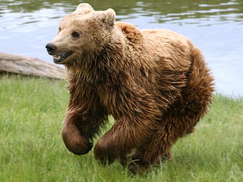 Aggredito da un orso, si salva grazie al cane: "Pensavo di morire"