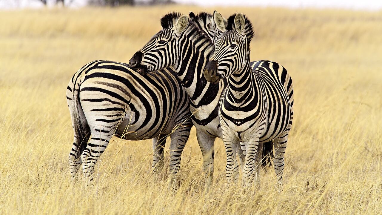 Maestra corregge l'alunno: "Zebra si scrive con due B"