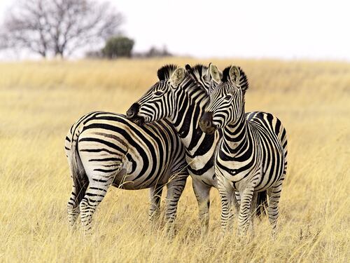 Maestra corregge l'alunno: "Zebra si scrive con due B"