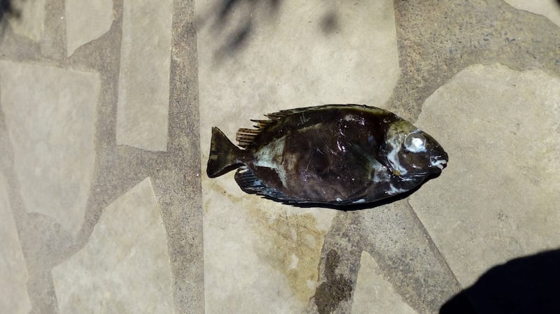 Pesce coniglio scuro
