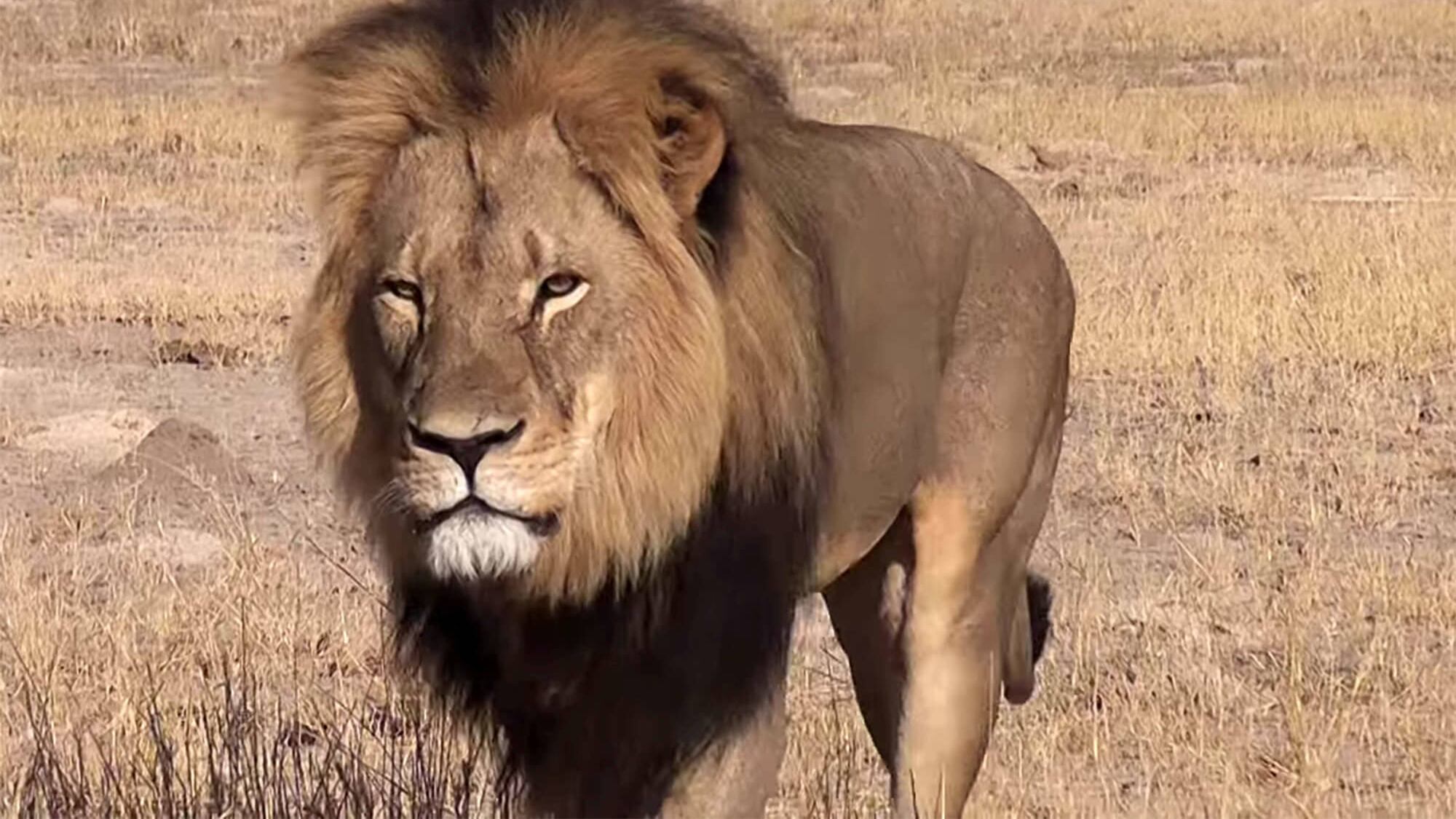 Zimbabwe, giallo sulla morte di Jericho, fratello del leone Cecil