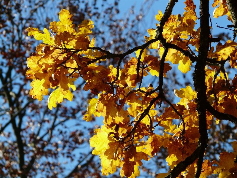 Quercia rami