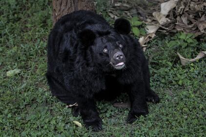 Gli orsi della Luna, salvati dall'Animal Asia Foundation 7